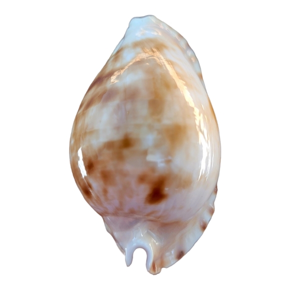 Cypraea (Zoila) mariginata (consueta) - Picture 4 of 8